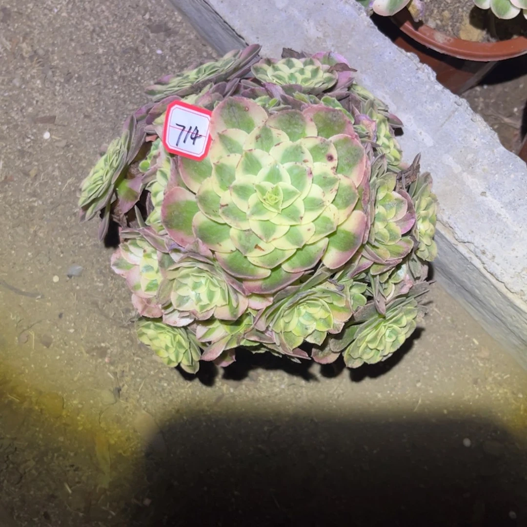 平***好714多肉植物荔枝法师