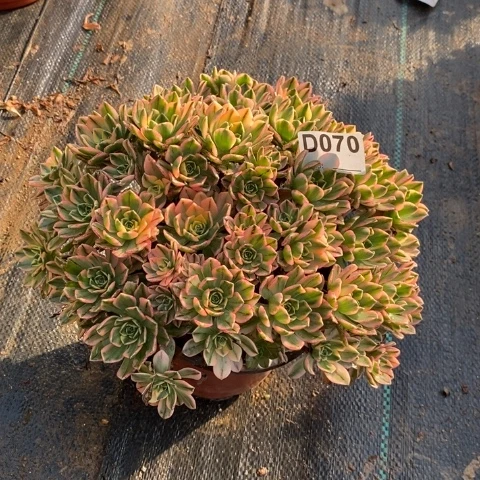 甜茶多肉植物法师