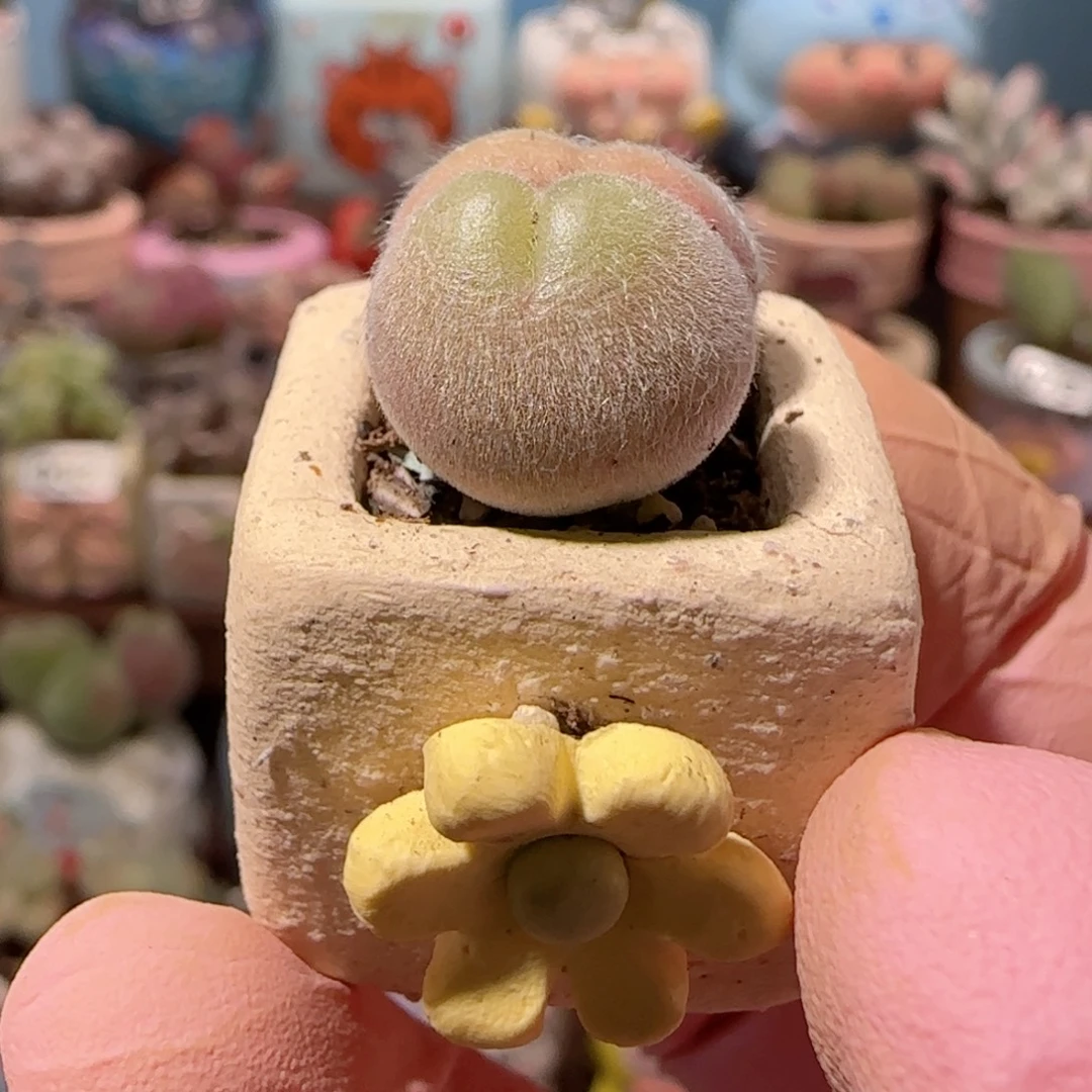 可爱小毛翠 盆口1.8cm