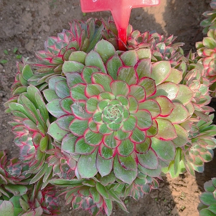 2-34莲花座多肉法师