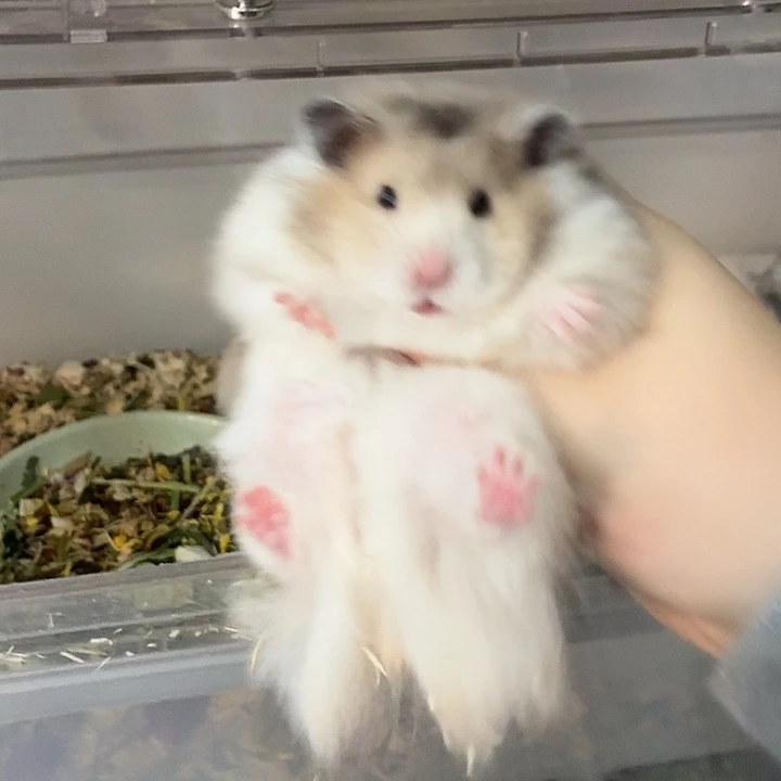 85号直毛火波弟弟