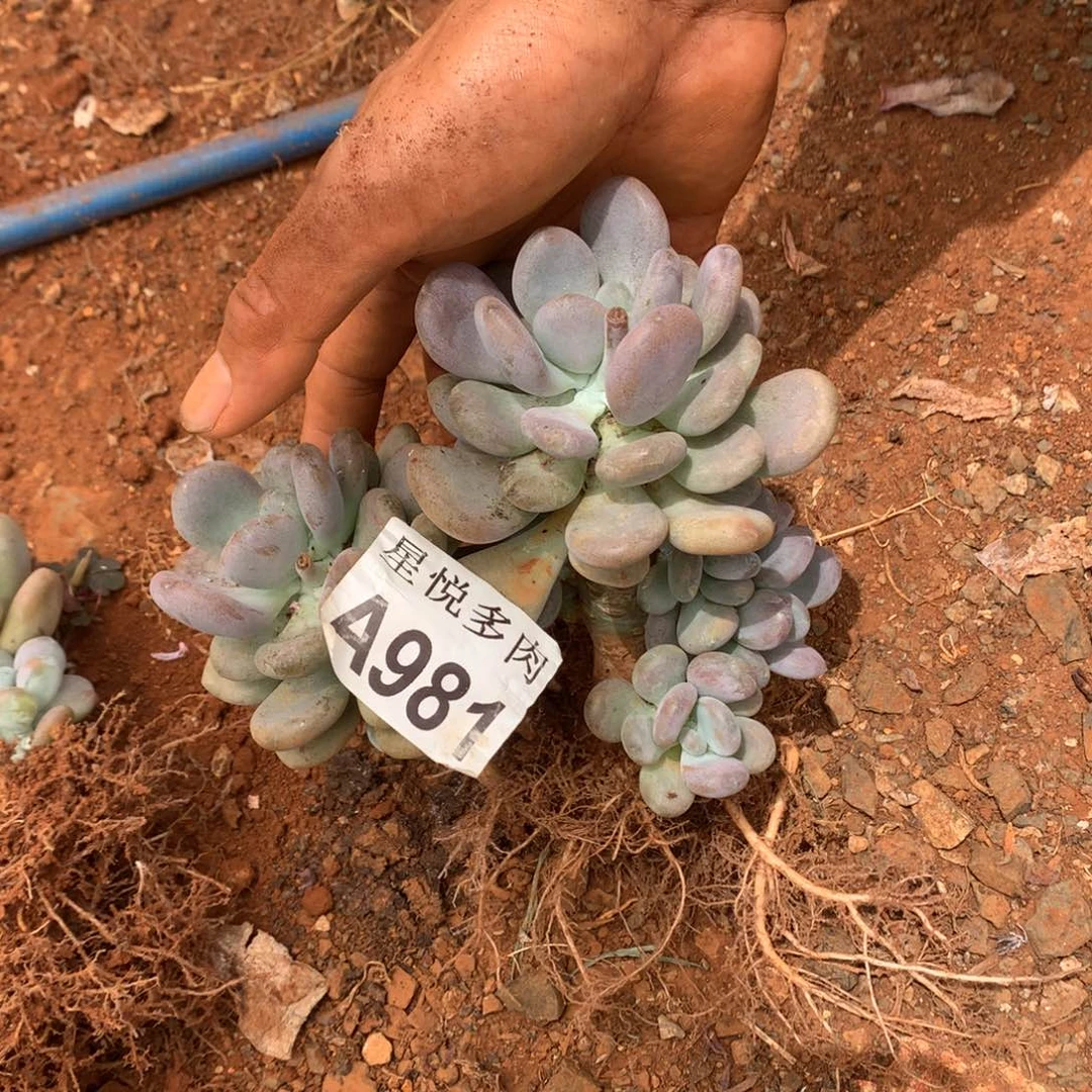 囚***╮星悦多肉     4981