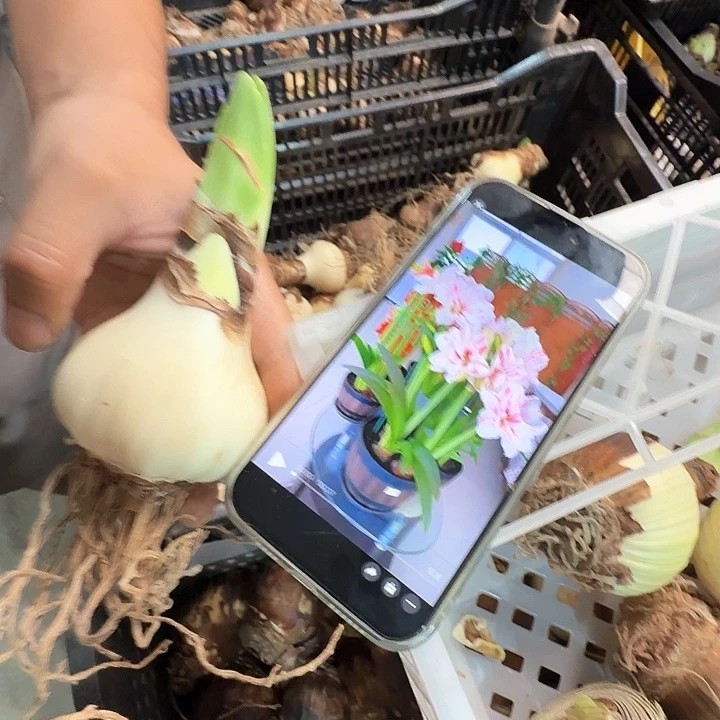 水彩画直径5厘米带花苞