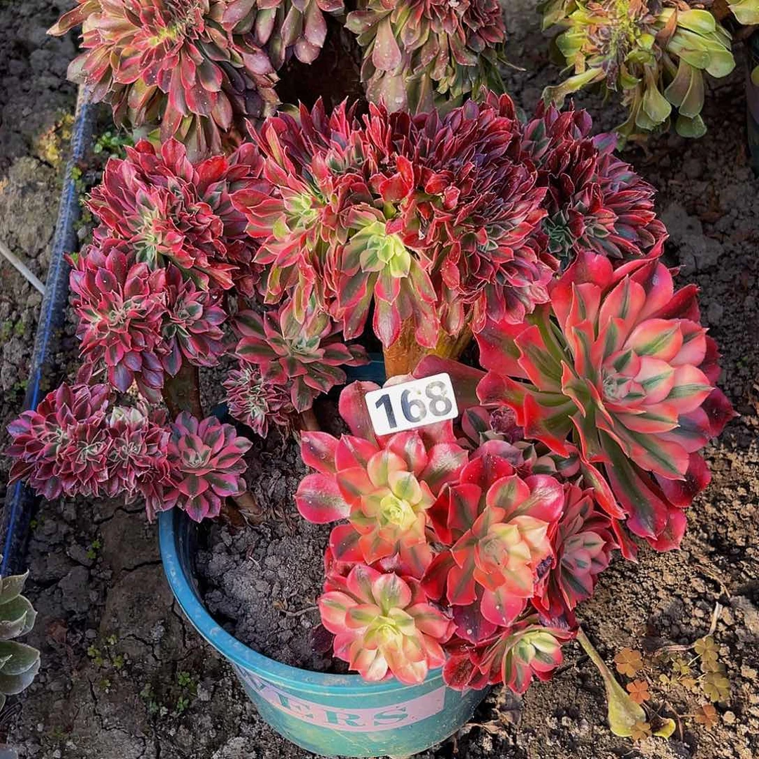 法师法师15-28包邮瑕疵