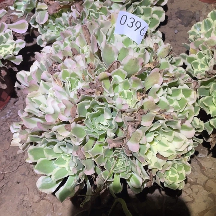 多肉植物法师不包断枝396白凤