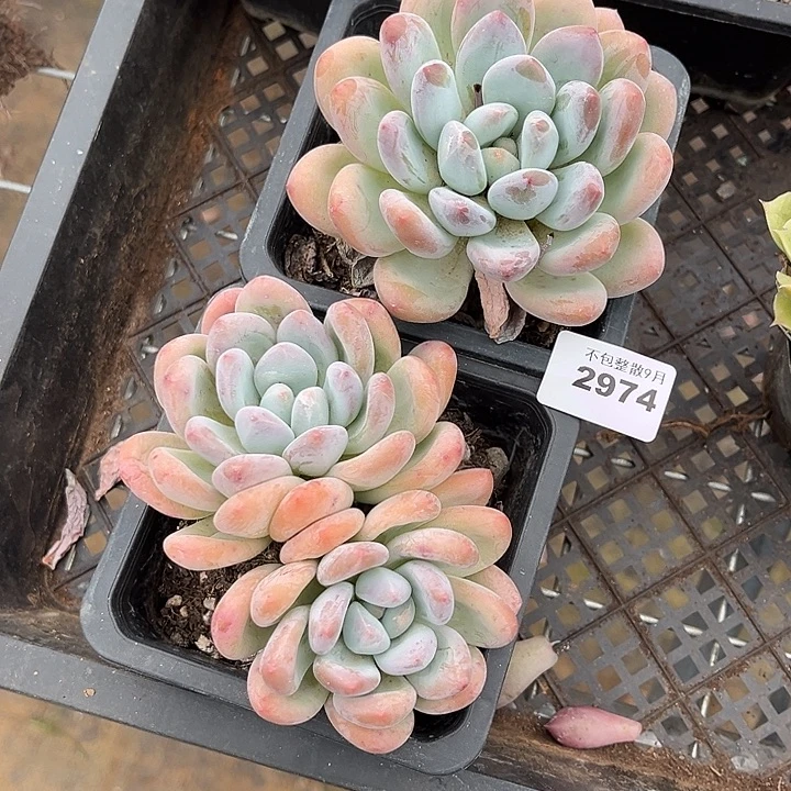 阿雅园艺。         2974香水两颗