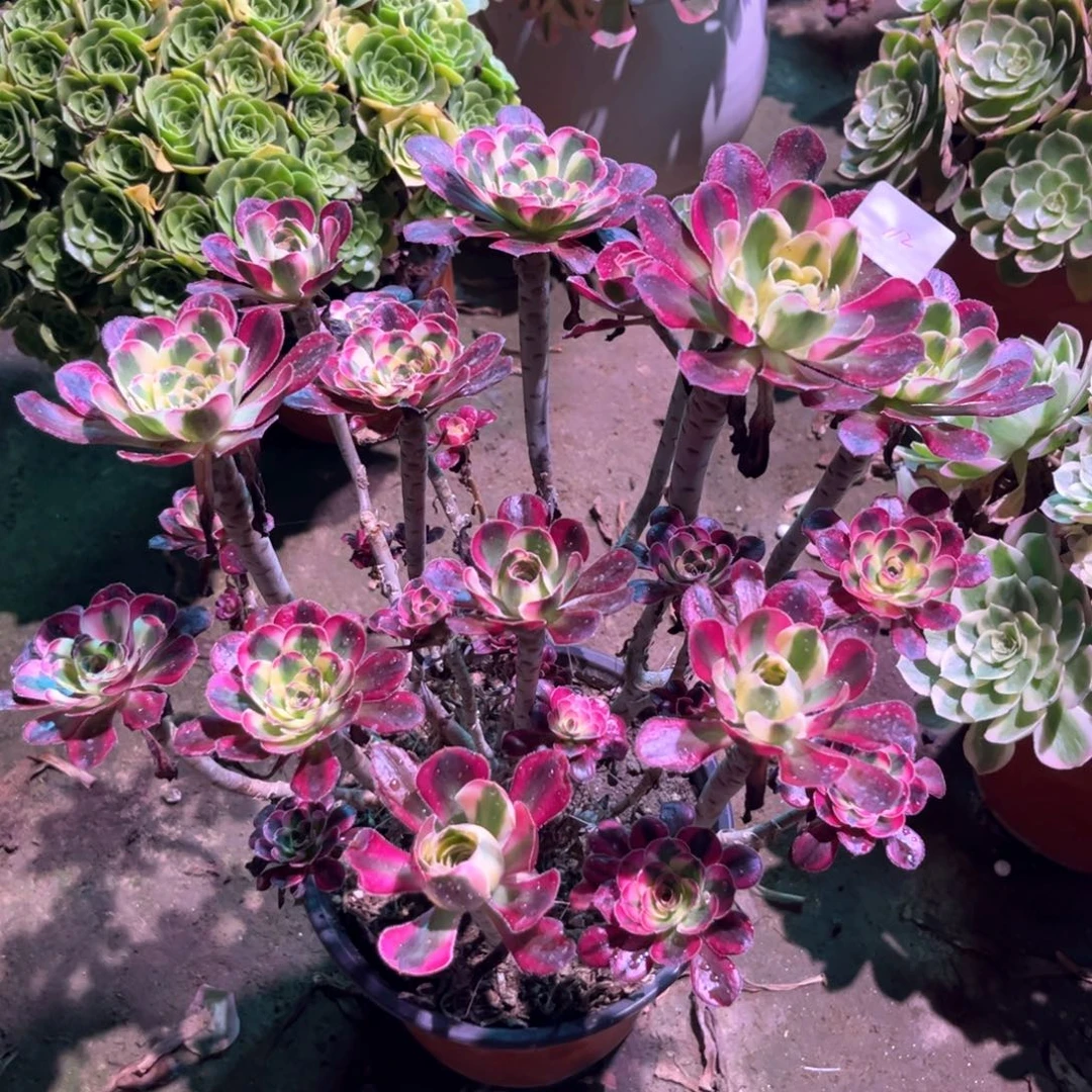 多肉植物丽娜00112