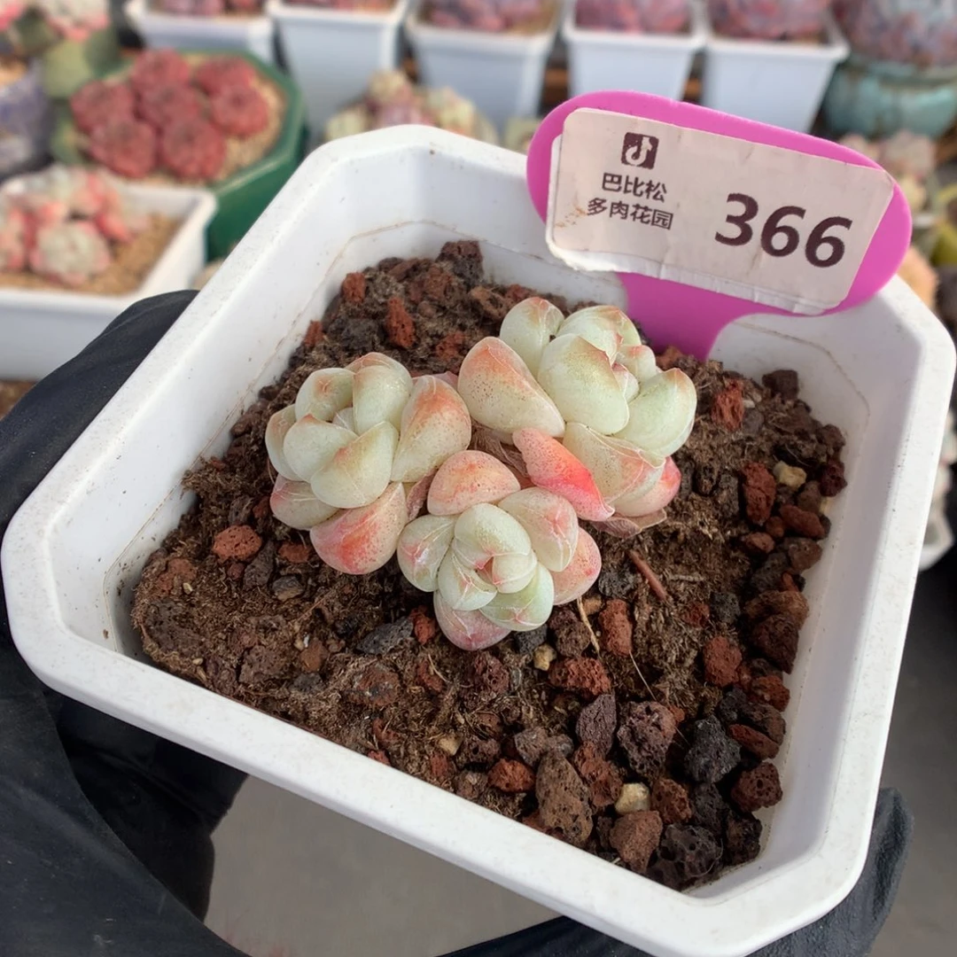 366 开播福利冰玉