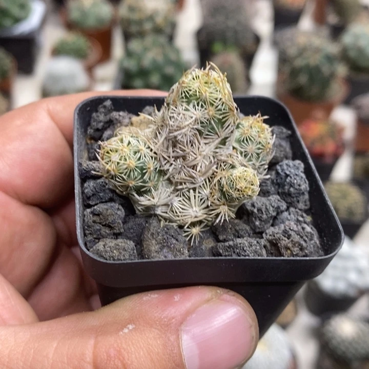 紫王子群特价福利