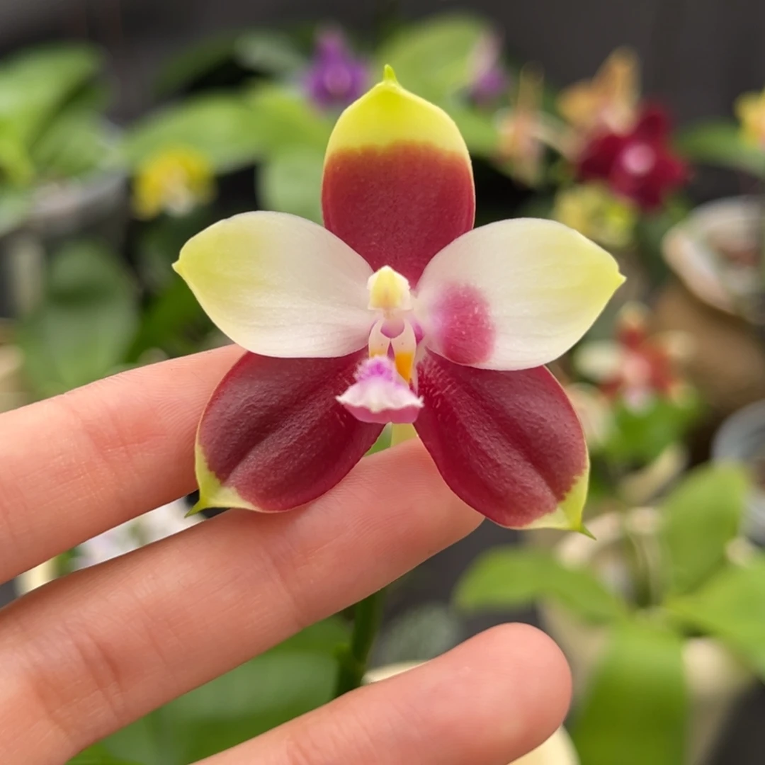 完全开放2.5寸飞鹰交珍开花株