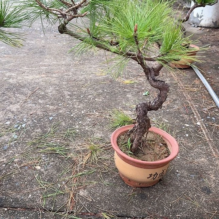 道***香无花朵盆栽植物黄山盆景