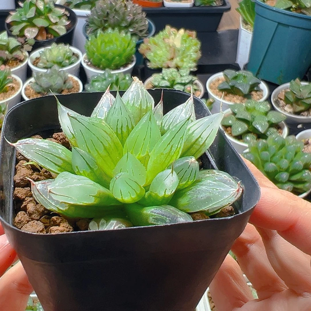 5945多肉植物一颗多肉