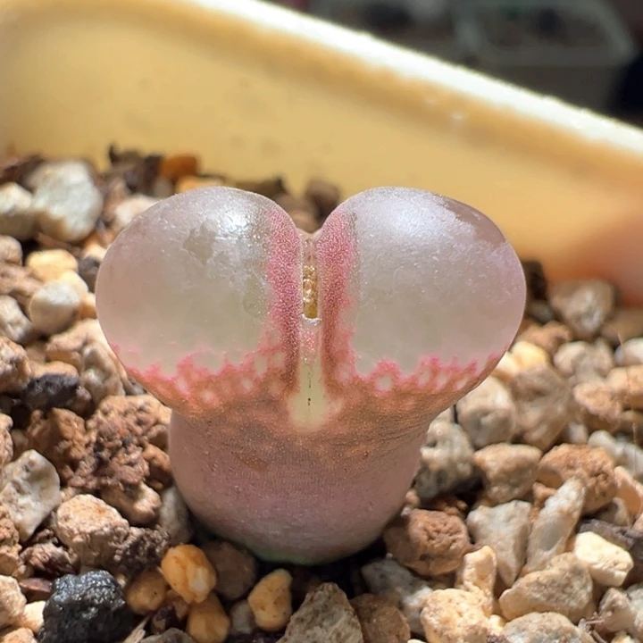 w211。优选1802.1 缎面感豆豆 88折后价