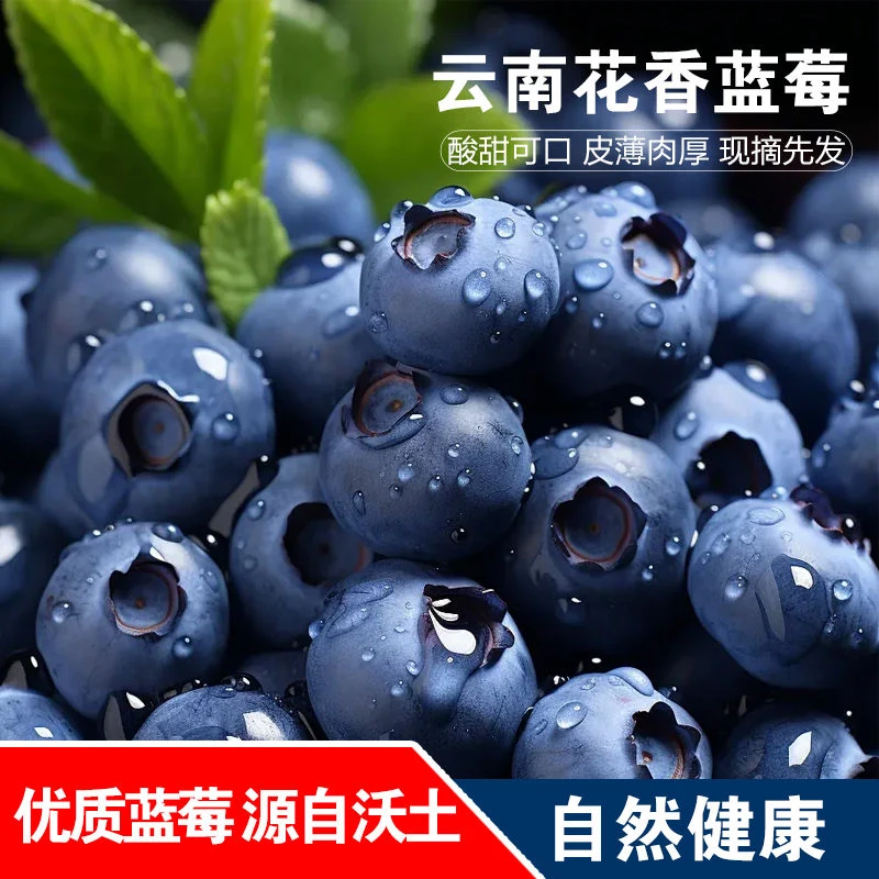 【云南花香蓝莓L25】500克±18mm+—21mm+新鲜当季大果酸甜多汁现摘现发云南蓝莓云南省红河哈尼族彝族自治州
