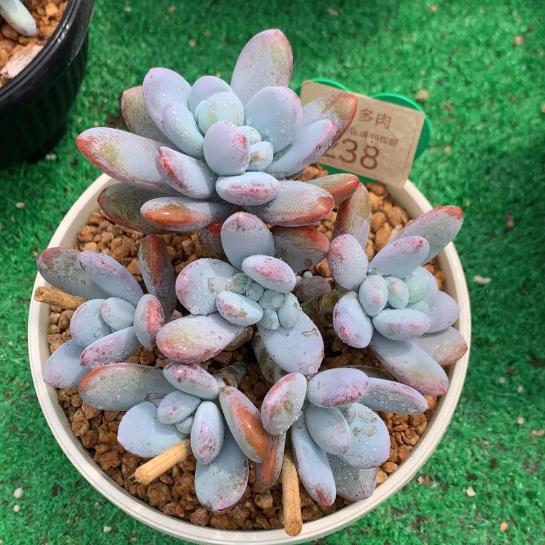 雪美人老桩捧花238