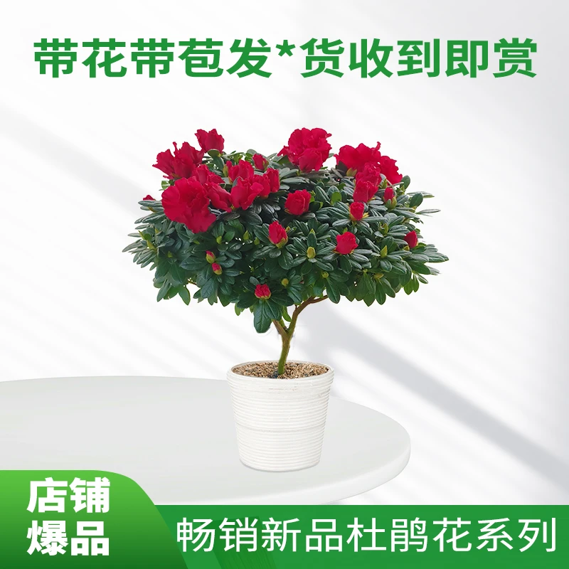 比利时杨梅红杜鹃花精选带花苞红杜鹃花四季开花庭院阳台好养花卉