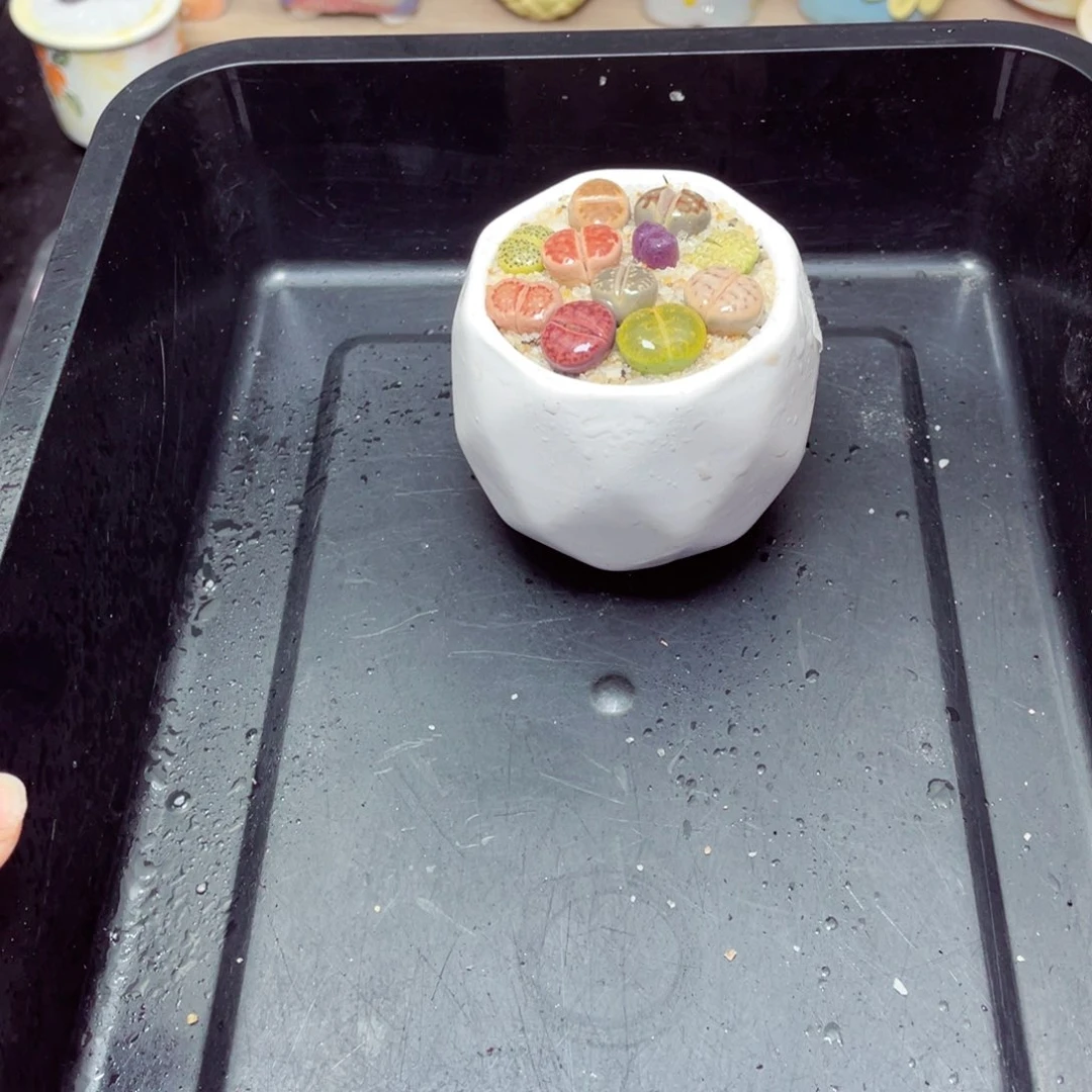 w1594亮面钻石盆 一份一盆量拍