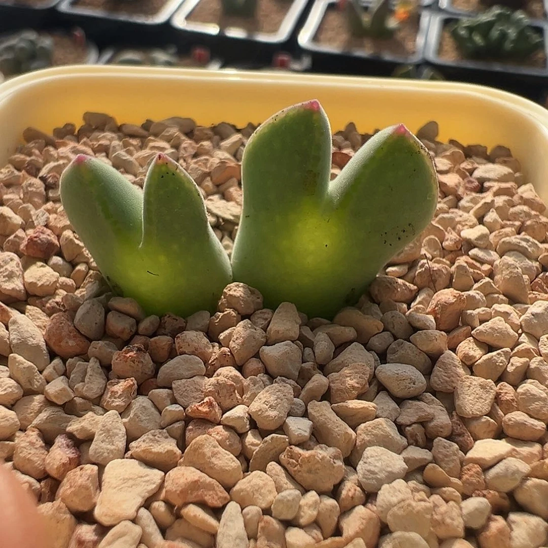 无花朵985x大眼睛