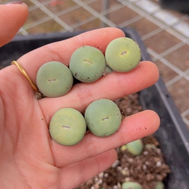 五颗小红嘴88888888888