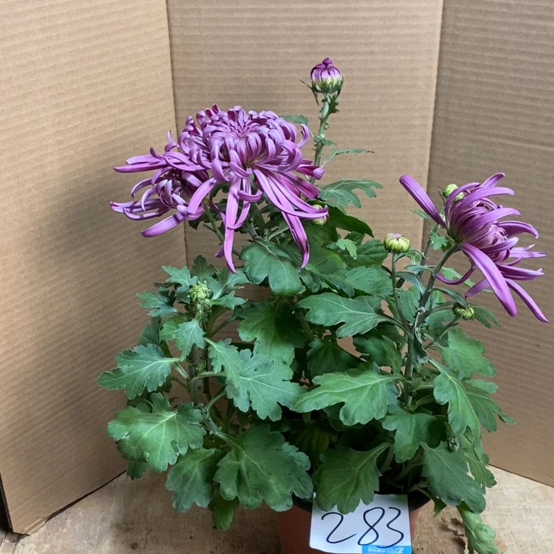 完全开放0000000283