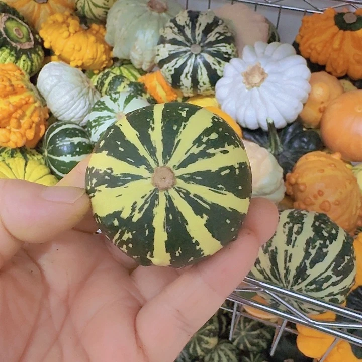 三*木墨西哥七彩葫芦青皮