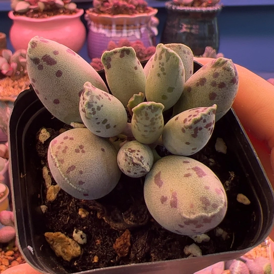 K***.你的生活就是这样的