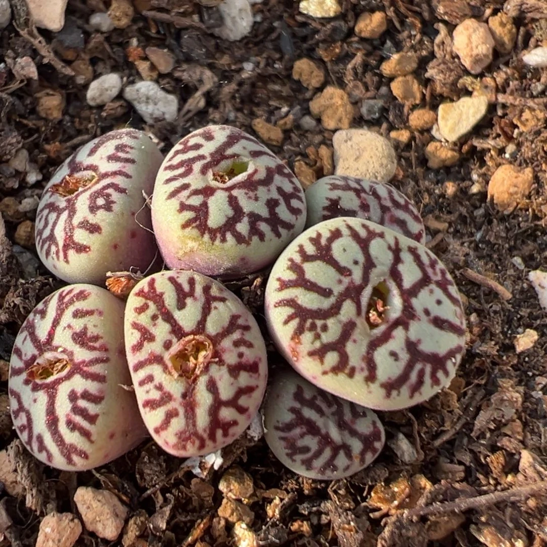 91多肉植物百科植物