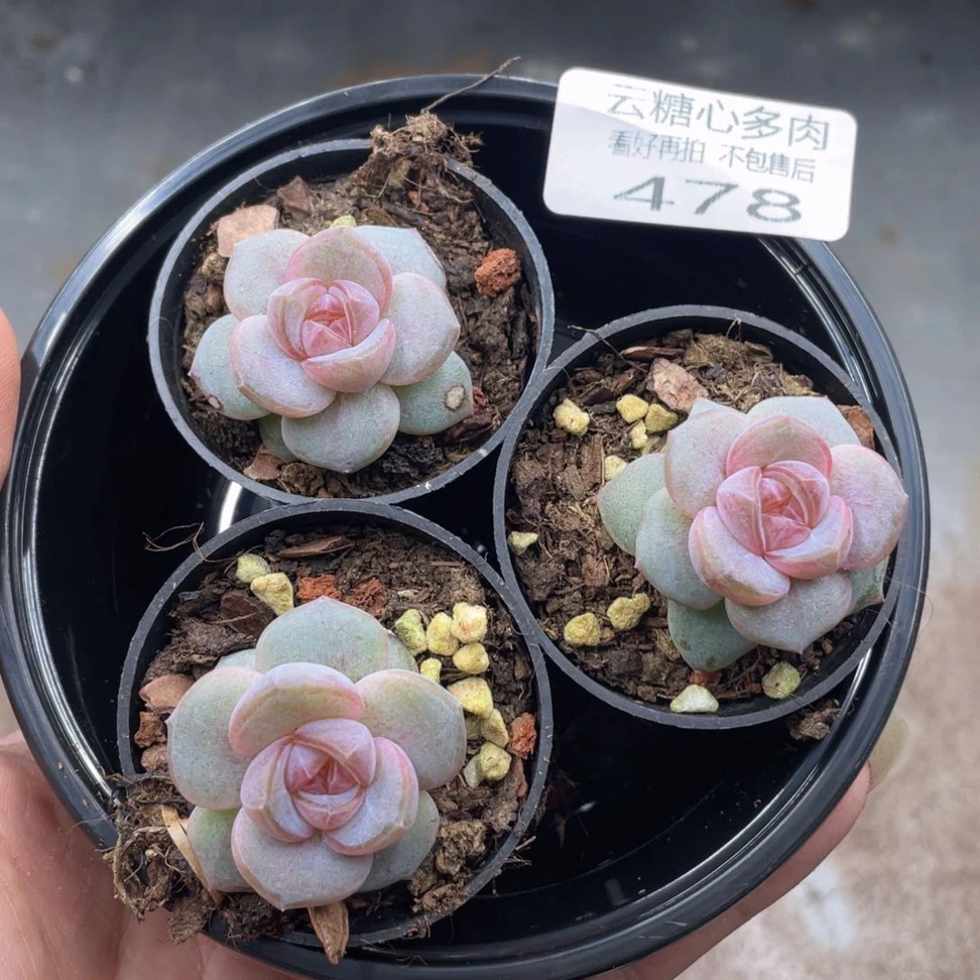 云糖心多肉植物478