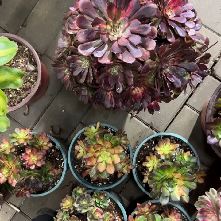 法师多肉植物花花