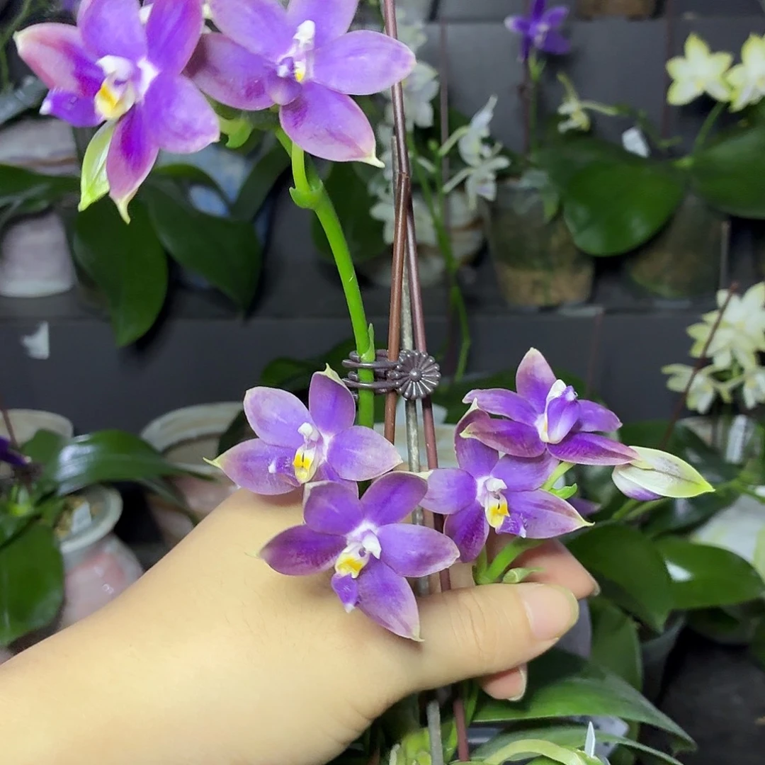 当前无花朵，栽培后可花朵A1515yss1172