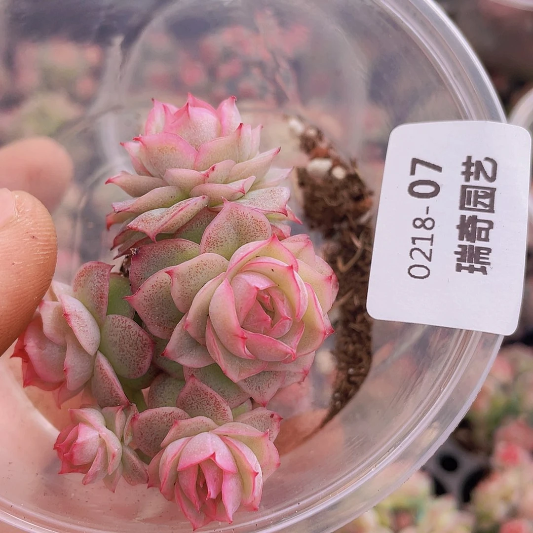 00000000000007量拍