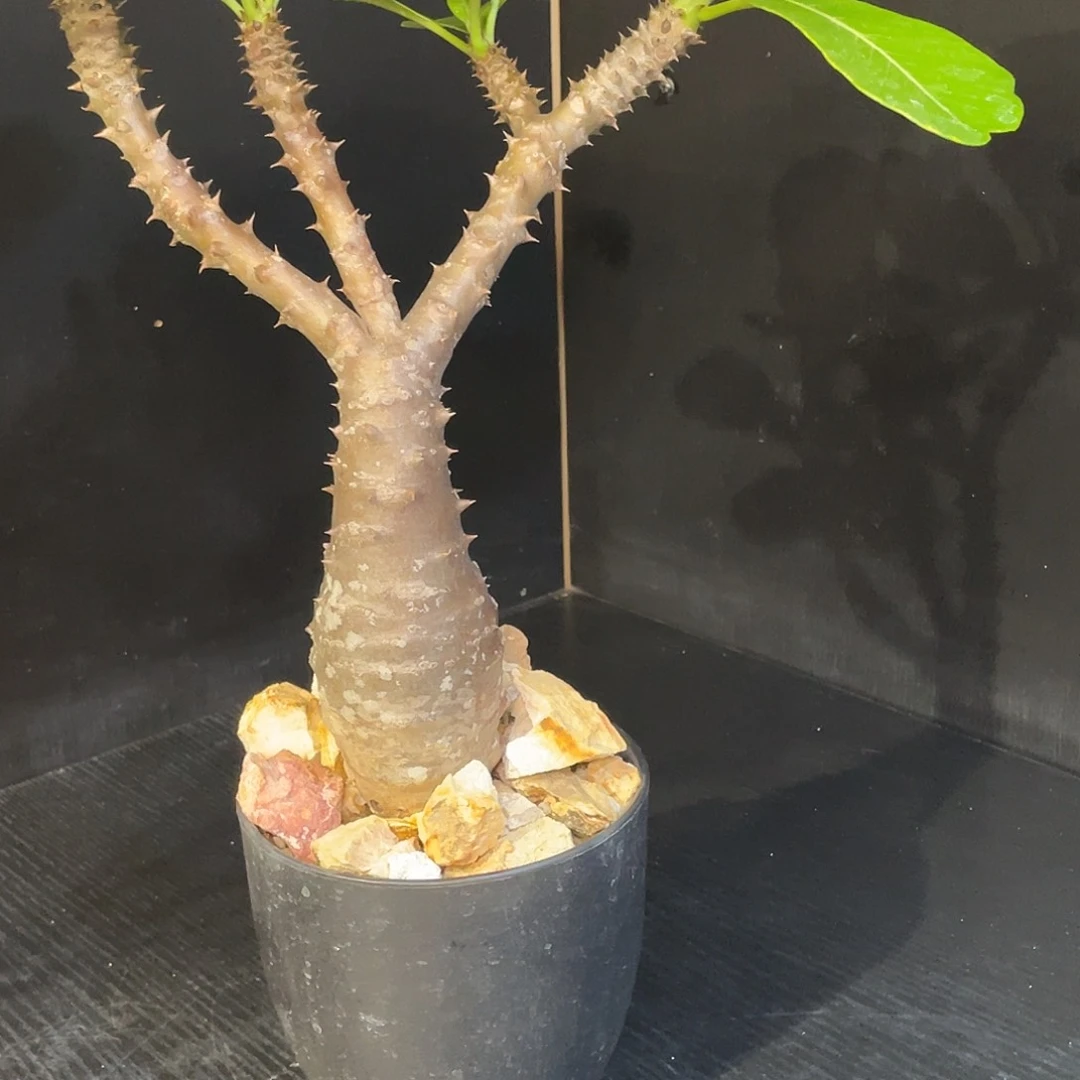 实生园艺巴洛尼棒槌