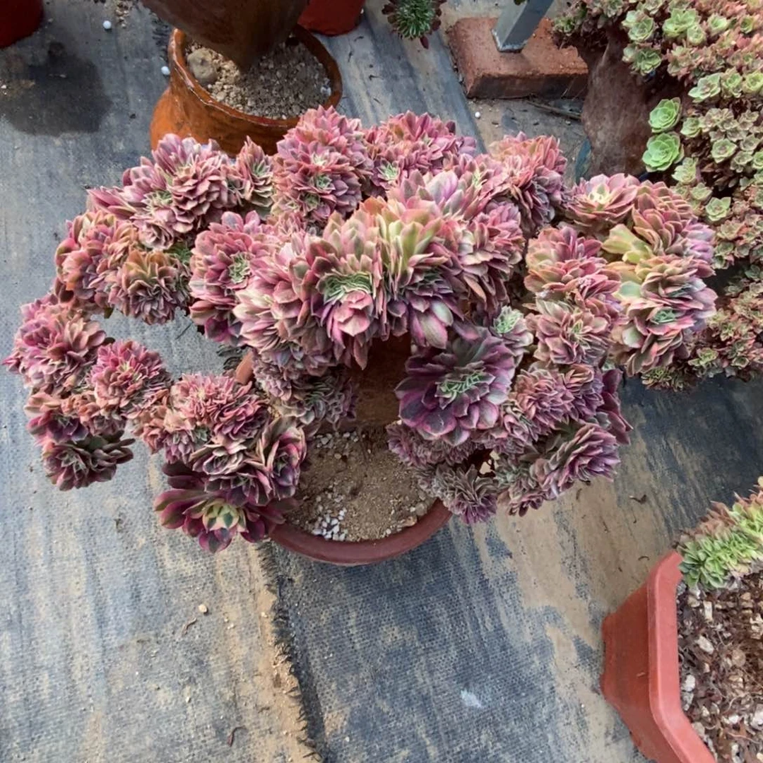 无花朵倾城朵朵缀