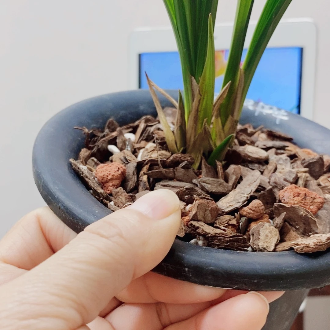 笨***兔当前无花栽培后可以开花