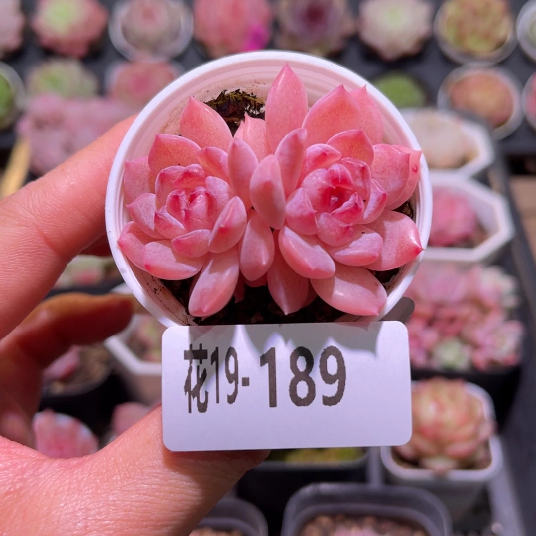 花利美19-189果汁