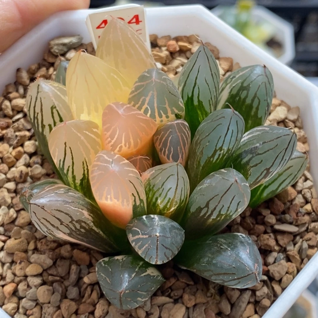494号胭脂玉露锦多肉