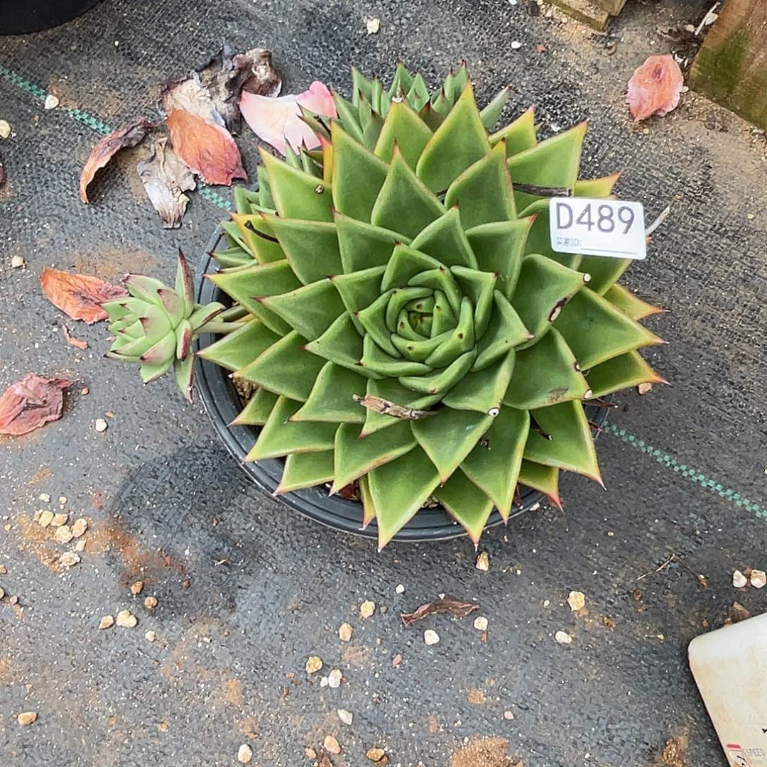若如东云组拍D489