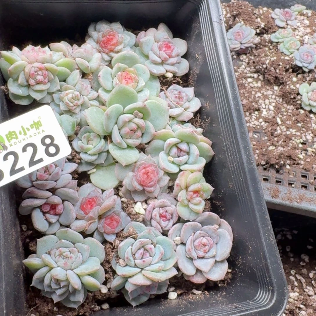 粉***坨多肉植物多肉植物