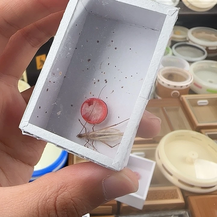 红山竹蛉长须一只