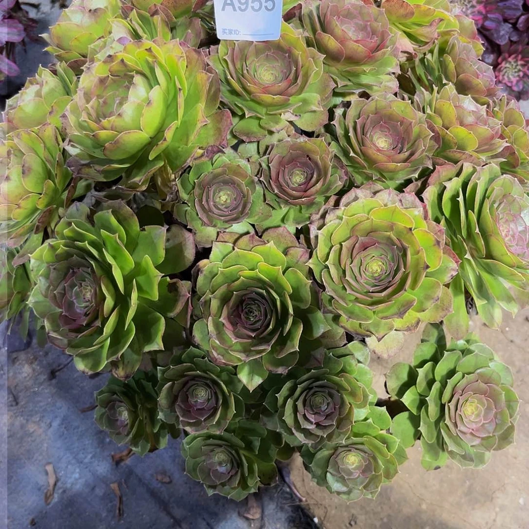 万圣节多肉植物955