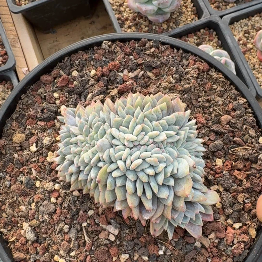 11厘米的尺寸一物一拍的