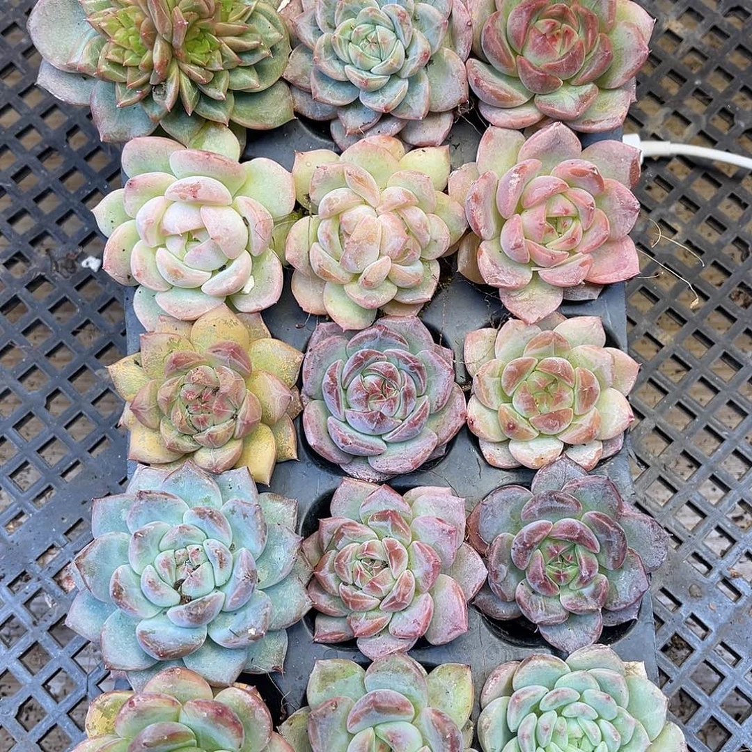 多肉一物一拍20-4