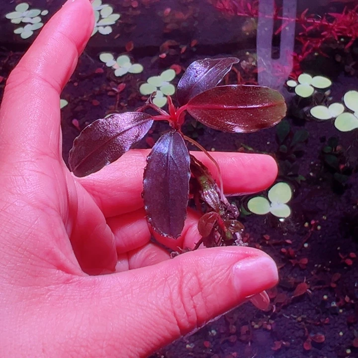 福利8号福利价植物一头