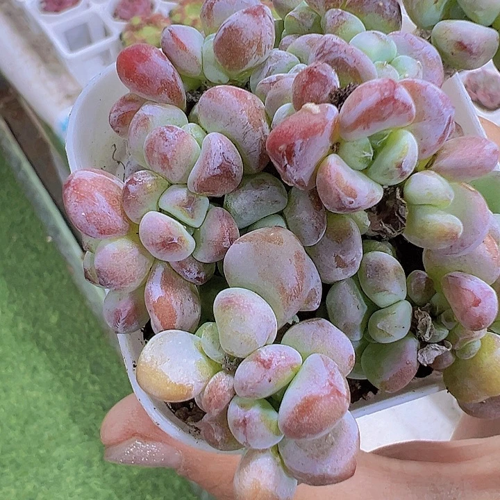 罗琦19包邮多肉植物