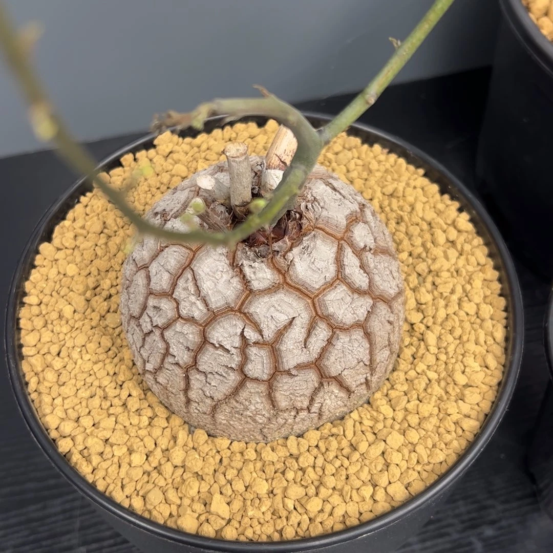 精品盆栽养定龟甲龙
