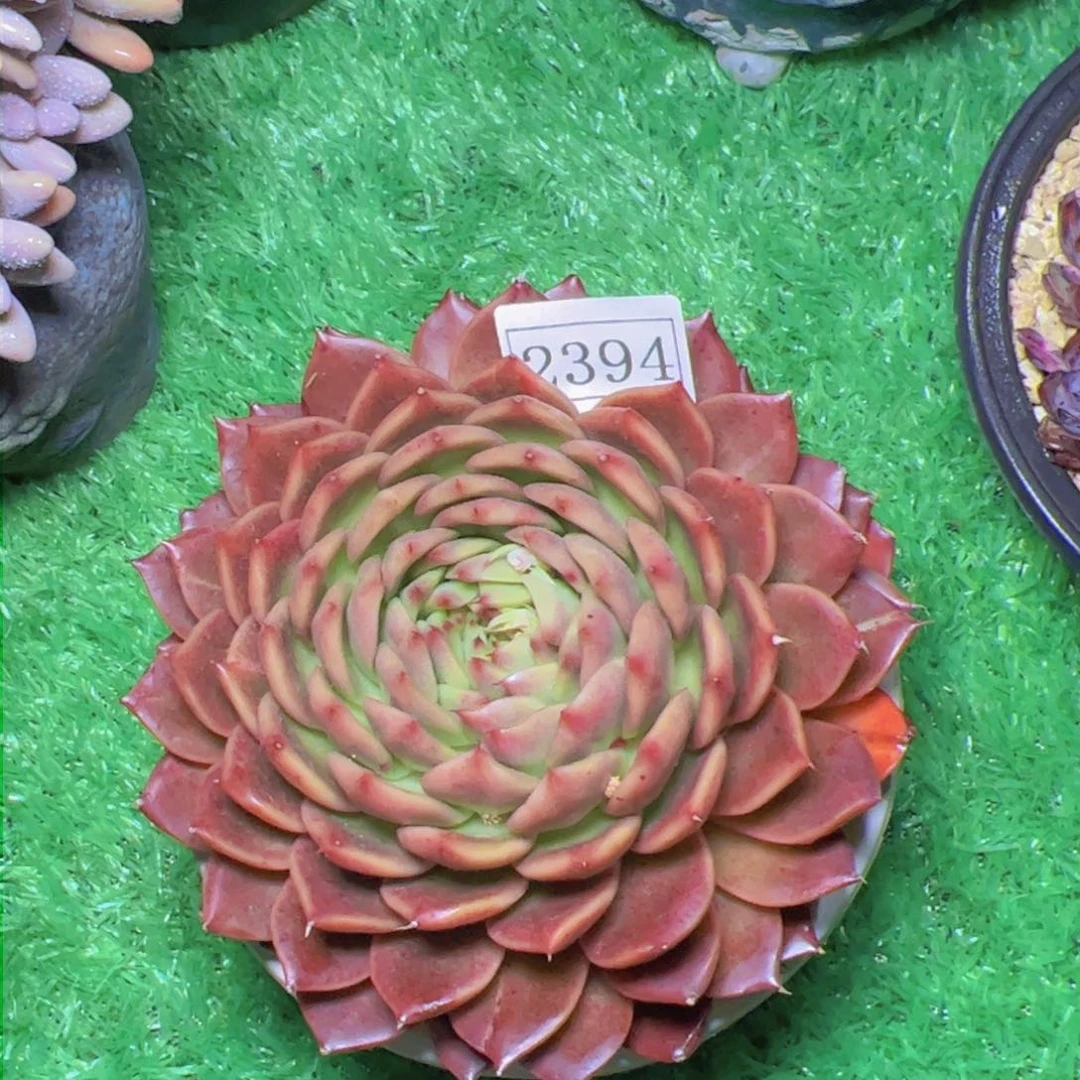 刘*6杂交2394多肉植物