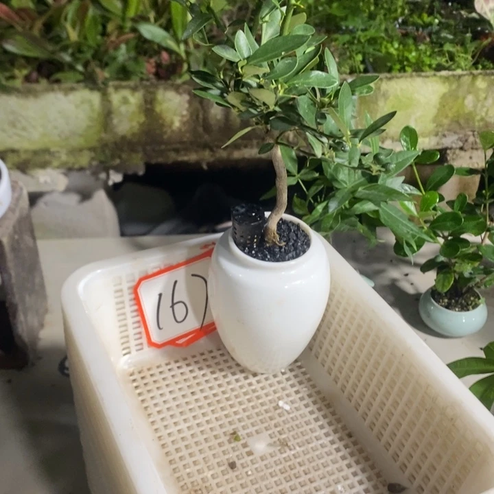 波*退款拉黑一物一拍167