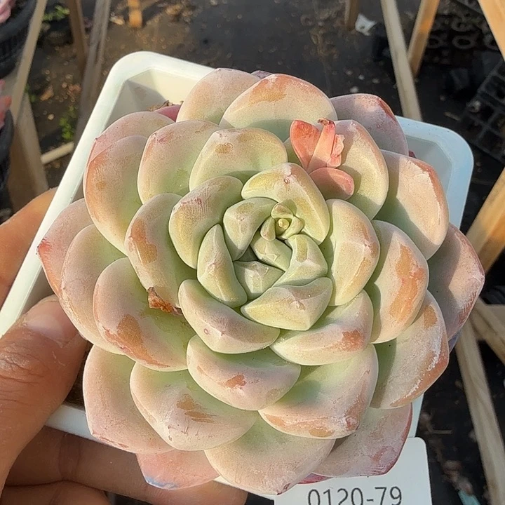 0120-79 冰玉单头老桩