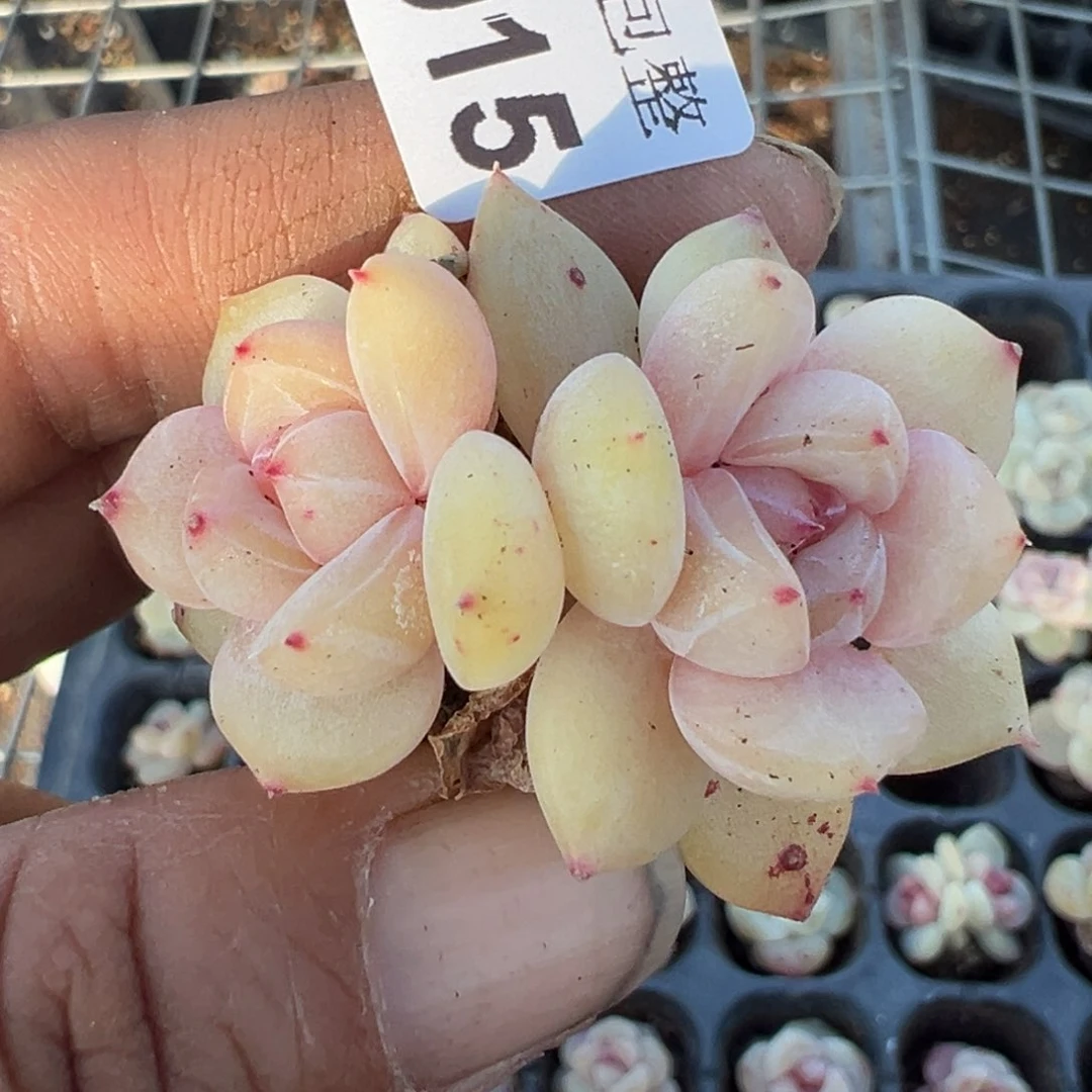 小卡拉米糖心一物一拍13-15