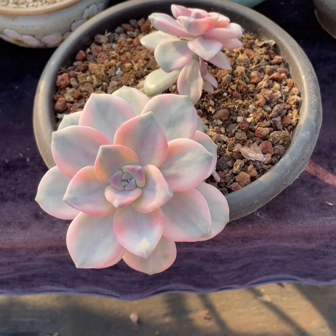 上***~690紫乐锦双头多肉植物